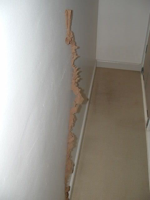 2007_0308Simon-rug-Termites0006.jpg