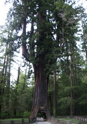 chandelier-tree.jpg