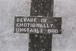 dog.jpg