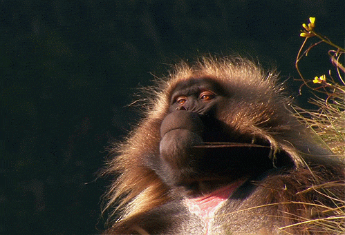 giphy (20).gif