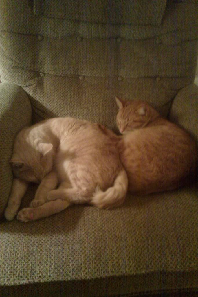 IMAG00311.jpg