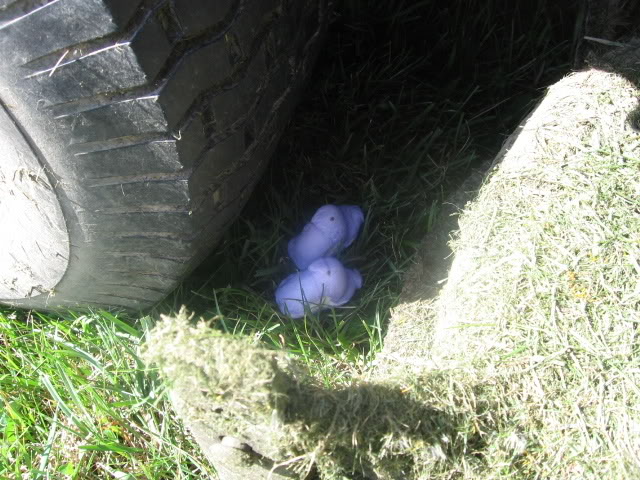 Picture234.jpg