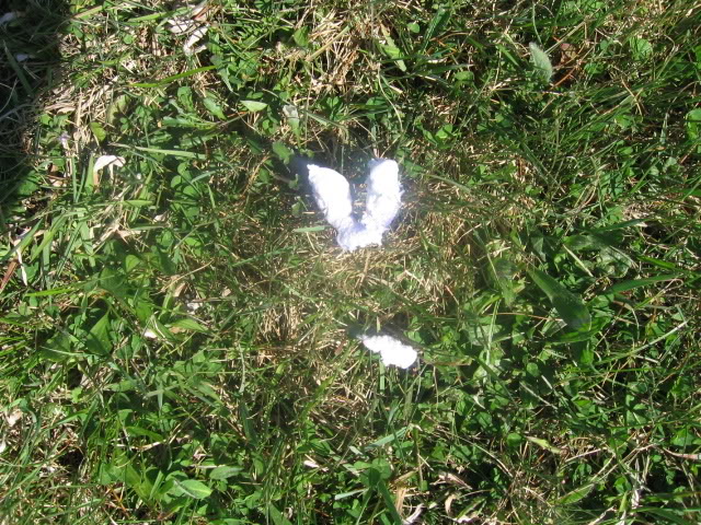 Picture237.jpg